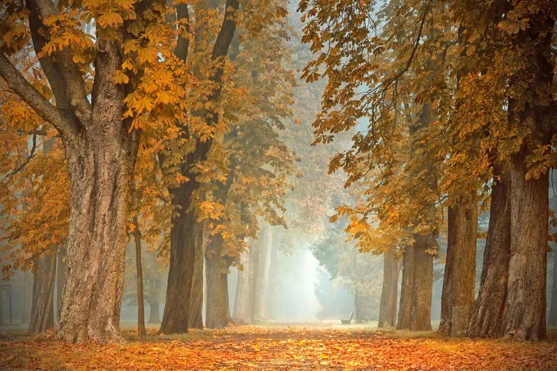 Enchanted forest